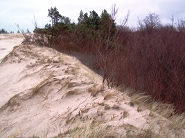 Pas wydm nadmorskich rezerwatu Białogóra
