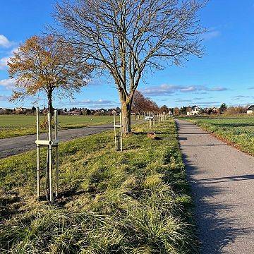 Grafika Nowe nasadzenia drzew w Błądzikowie!
