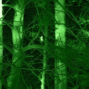 Monitoring sów 2026 Grafika Monitoring sów 2026