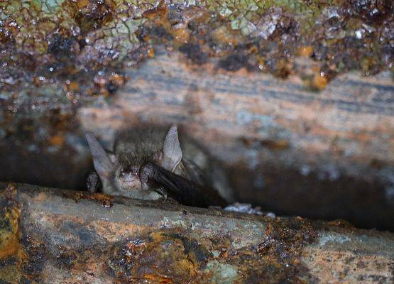 Gacek brunatny - ma największe uszy ze wszystkich nietoperzy europejskich, ale w czasie hibernacji chowa je pod skrzydła (fot. AZ)