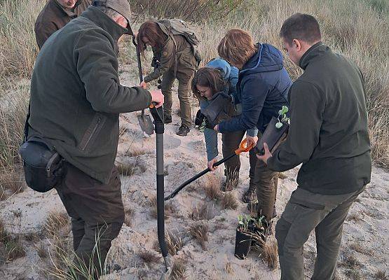 sadzenie_mikołajka_nadmorskiego grupa ludzi sadzi rośliny