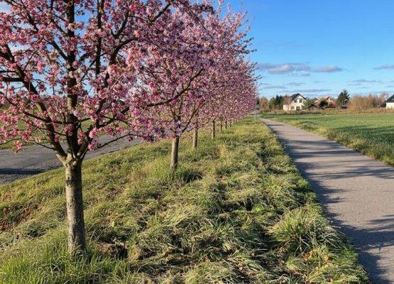 Grafika Nowe nasadzenia drzew w Błądzikowie!