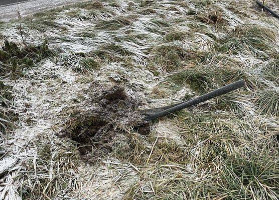 Grafika Nowe nasadzenia drzew w Błądzikowie!