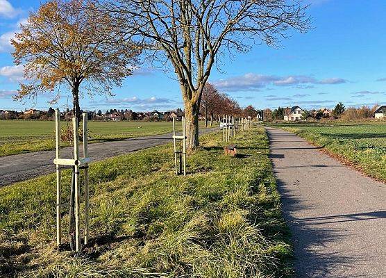 Grafika Nowe nasadzenia drzew w Błądzikowie!