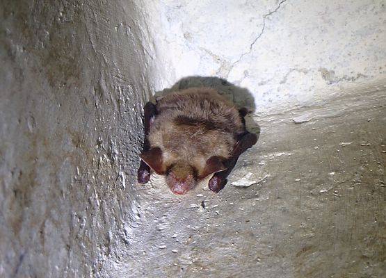 Nasz największy europejski nietoperz nocek duży - bardzo rzadki na północy Polski. Rozewie jest najdalej na północ wysuniętym znanym stanowiskiem zimowym tego gatunku w Polsce i Europie. Grafika Coroczne zimowe liczenie nietoperzy w NPK