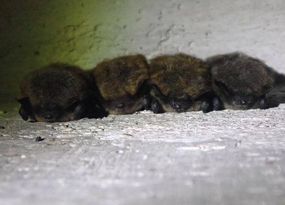 Zwykle te nietoperze oznaczamy jako nocki wąsatki/Brandta, gdyż w warunkach zimowych nie ma możliwości jednoznacznego oznaczenia do gatunku. Grafika Coroczne zimowe liczenie nietoperzy w NPK