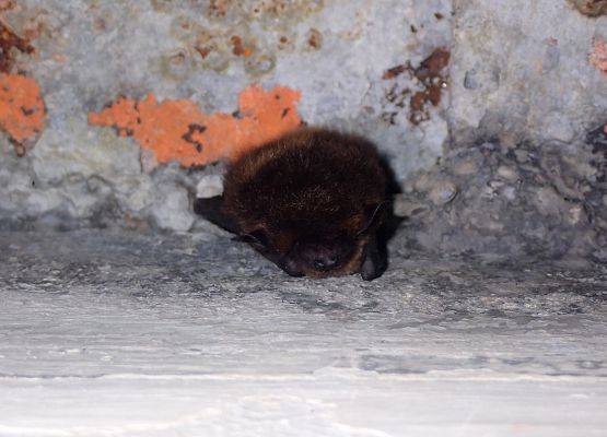 Mroczek pozłocisty - rzadki gość na północy. Jego stanowiska letnie i zimowe w Polsce znane są zwykle na wschód od Wisły. Grafika Coroczne zimowe liczenie nietoperzy w NPK