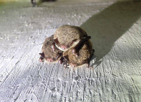 Grupka zimujących nocków rudych, w tym roku najliczniej notowanych. Grafika Coroczne zimowe liczenie nietoperzy w NPK