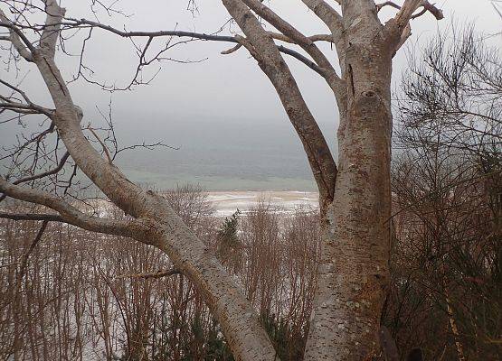Z Rozewskiego Klifu pomiędzy drzewami są piękne widoki na morze. Grafika Coroczne zimowe liczenie nietoperzy w NPK