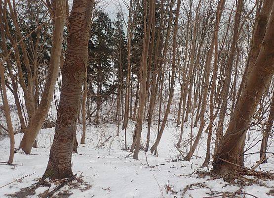 Rozewski Klif jest martwym klifem, porośniętym drzewami, nie tworzy więc spektakularnych urwisk. Grafika Coroczne zimowe liczenie nietoperzy w NPK