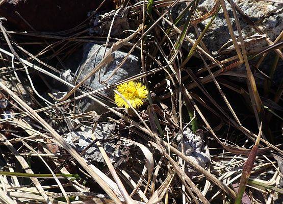 Grafika Czysta Rzeka - Czysta Każa i Chałupy - podsumowanie akcji