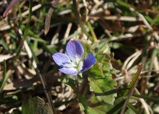 Grafika Czysta Rzeka - Czysta Każa i Chałupy - podsumowanie akcji