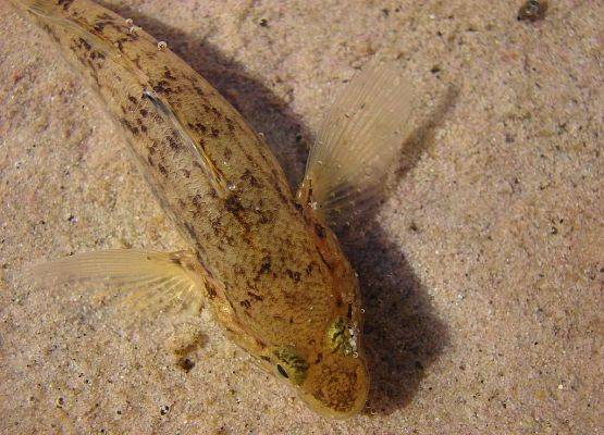 babka bycza - inwazyjny gatunek ryby w Zatoce Puckiej