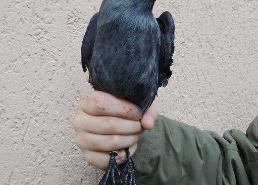 Kawka (Corvus monedula)