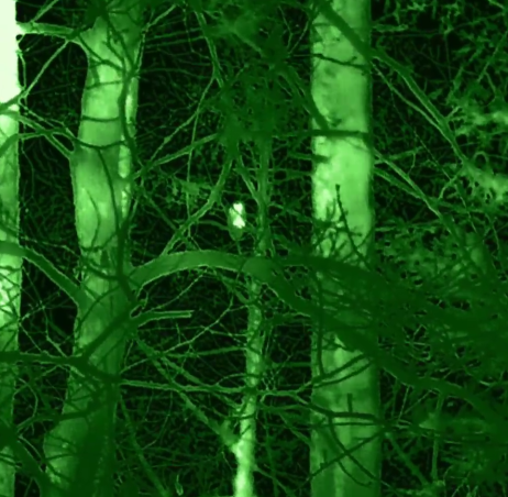 Grafika Monitoring sów 2026