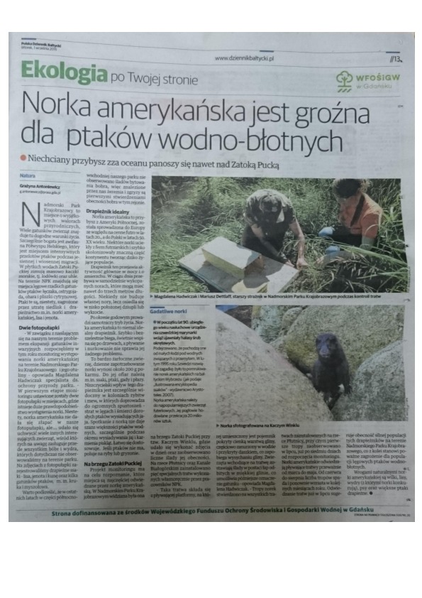 Okładka: Norka amerykańska jest groźna dla ptaków wodno-błotnych. Dziennik Bałtycki 01.09.2015
